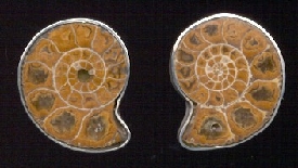 ammonite earring_0.jpg